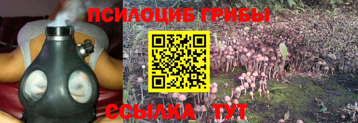 Галлюциногенные грибы Psilocybine cubensis  Вход с VPN  купить наркотик  Галлюциногенные грибы GOLDEN TEACHER  Междуреченск 
